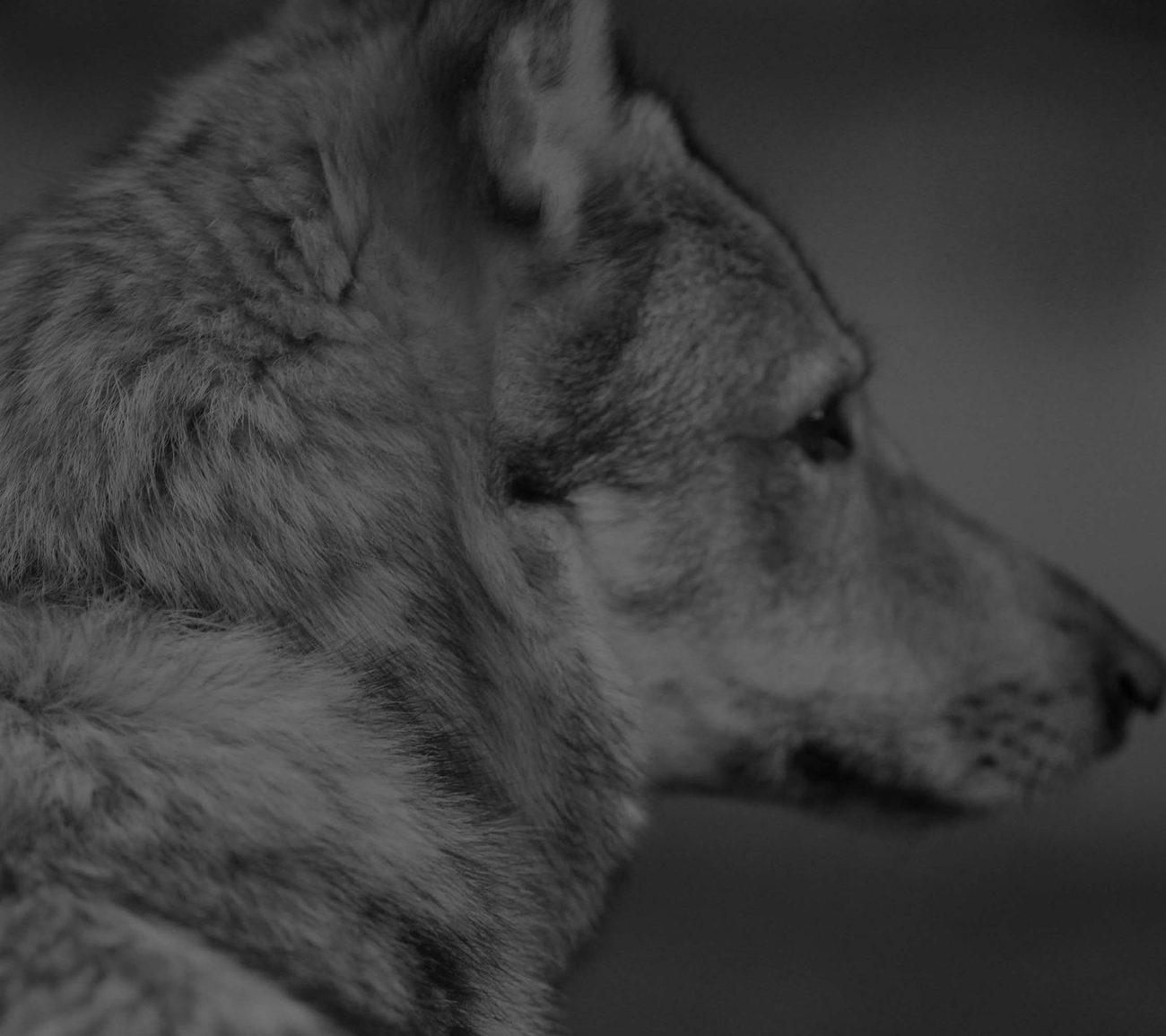 Profil eines Tschechoslowakischen Wolfhunds in Schwarzweiß