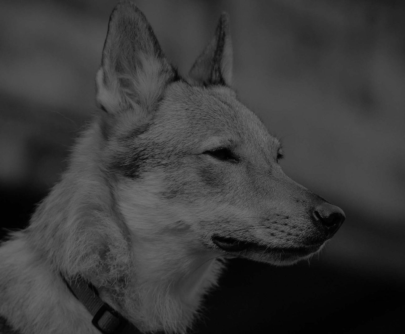 Aufmerksamer Tschechoslowakischer Wolfhund im Profil