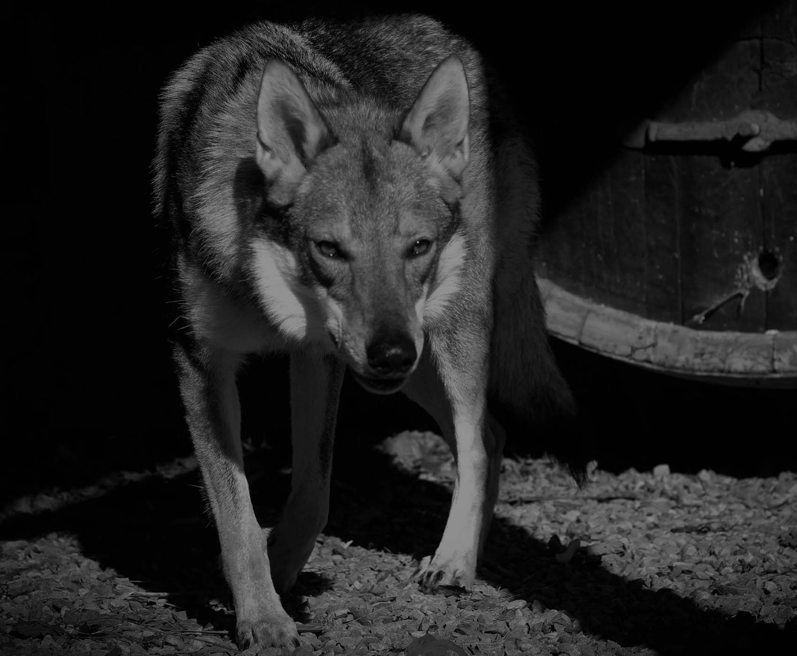 Tschechoslowakischer Wolfhund bei Nacht, konzentriert auf die Kamera zugehend